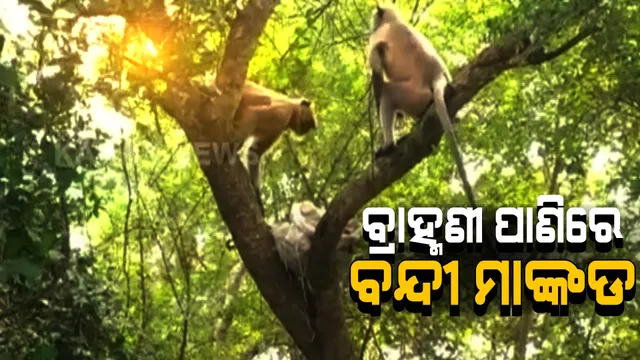 ବ୍ରାହ୍ମଣୀ ପାଣିରେ ବନ୍ଦୀ ହୋଇଗଲେ ମାଙ୍କଡ: ପରିବା ଓ ଫଳ ଖାଇବାକୁ ଦେଲେ ଗାଁଲୋକ