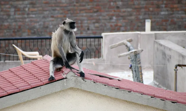 ମାଙ୍କଡ ଆକ୍ରମଣରୁ ବଞ୍ଚିବା ପାଇଁ ଛାତରୁ ଡେଇଁଲେ ବିଜେପି ନେତାଙ୍କ ପତ୍ନୀ, ଘଟଣାସ୍ଥଳରେ ଚାଲିଗଲା ପ୍ରାଣ ।