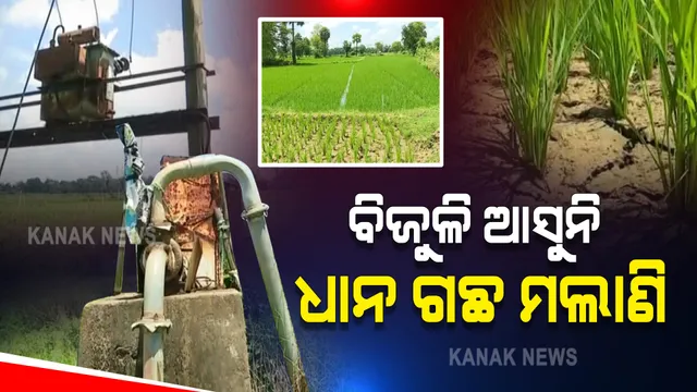 ବିଜୁଳି କାଟିଦେଲା ଟାଟା ପାୱାର, ମରିଗଲାଣି ଧାନ ଗଛ ।