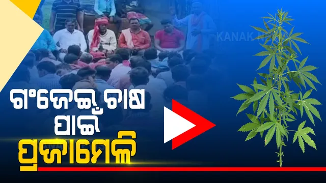 ଗଞ୍ଜେଇ ଚାଷ ପାଇଁ ଜଙ୍ଗଲ ଭିତରେ ପ୍ରଜାମେଳି । ଗଞ୍ଜେଇ ଚାଷକୁ ଆଇନ ସମ୍ମତ କରିବା ଲାଗି ଦାବି ।