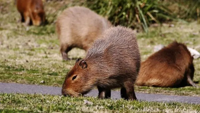 ହଠାତ୍ ସହର ଭିତରକୁ ପଶିଆସିଲେ ମୂଷା ପଲ । କେହି କିଛି ବୁଝିବା ଆଗରୁ ରଚିଲେ ଆତଙ୍କ ।