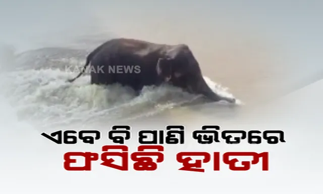 ଆଠଗଡରୁ ଭାସିଆସି କଟକ ମୁଣ୍ଡଳୀରେ ଫସି ରହିଥିଲା ଦନ୍ତାହାତୀ । ଉଦ୍ଧାର ପାଇଁ ଦିନ ତମାମ ଚାଲିିଲା ପ୍ରୟାସ...