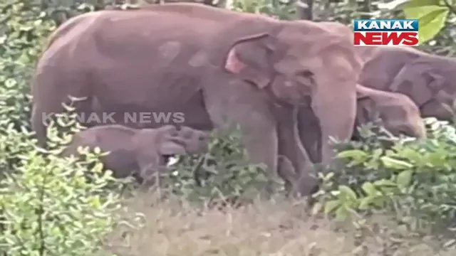 ଜଙ୍ଗଲ ଜଗିଛନ୍ତି ଜଙ୍ଗଲୀ ହାତୀ: ପଢନ୍ତୁ ଏହା ପଛର କାରଣ...