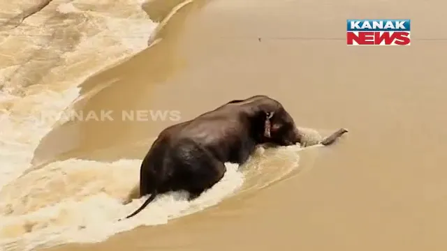 ଆଠଗଡ଼ ରେଞ୍ଜରଙ୍କ ସୂଚନା - ପାଣିରେ ଭାସି ଭାସି ଅନନ୍ତପୁର ଜଙ୍ଗଲକୁ ଚାଲିଗଲା ହାତୀ