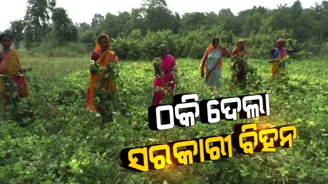 ଠକି ଦେଲା ସରକାରୀ ବିହନ: ନିମ୍ନମାନର ବିହନ ଯୋଗୁଁ ବିରି ଗଛରେ ନାହିଁ ଫୁଲ କି ଫଳ, ଜମିରେ ଗାଇ ଓ ଛେଳି ଛାଡିଦେଲେ ଚାଷୀ