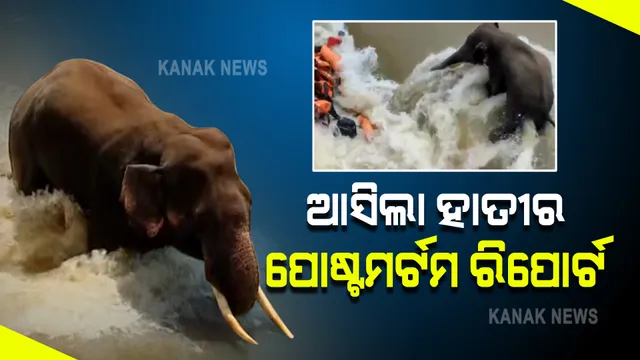 ମୁଣ୍ଡଳୀ ଦନ୍ତାହାତୀ ମୃତ୍ୟୁ ଘଟଣା : ଆସିଲା ଶବ ବ୍ୟବଚ୍ଛେଦ ରିପୋର୍ଟ