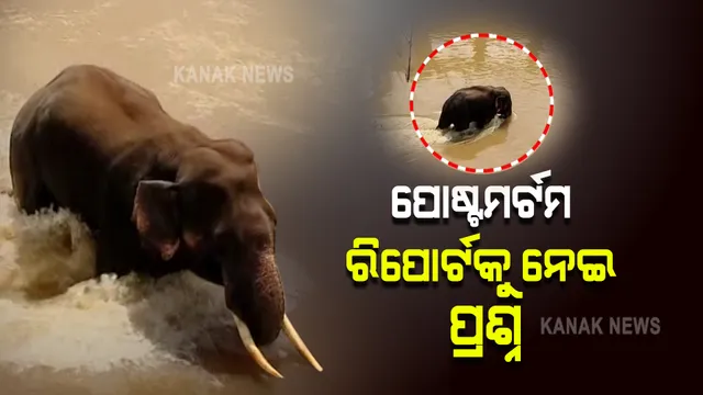 ମୁଣ୍ଡଳୀ ଦନ୍ତାହାତୀ ମୃତ୍ୟୁ ଘଟଣା : ପୋଷ୍ଟମଟର୍ମ ରିପୋର୍ଟକୁ ନେଇ ପ୍ରଶ୍ନ ଉଠାଇଲେ ବନ୍ୟପ୍ରାଣୀ ବିଶେଷଜ୍ଞ