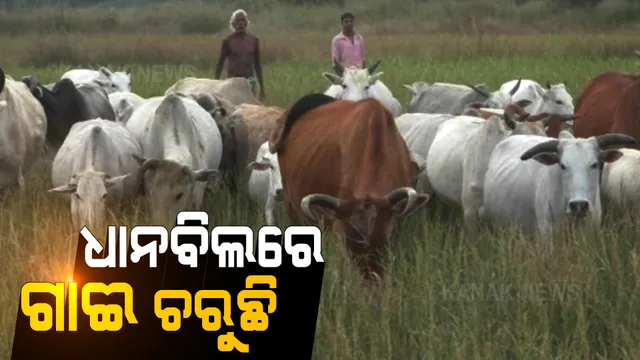 ପଶ୍ଚିମ ଓଡ଼ିଶାରେ ମରୁଡ଼ିର ସାଂଘାତିକ ଦୃଶ୍ୟ: ଅମଳ ବେଳେ ଦେଖିବାକୁ ମିଳିଲା ଦୟନୀୟ ଚିତ୍ର