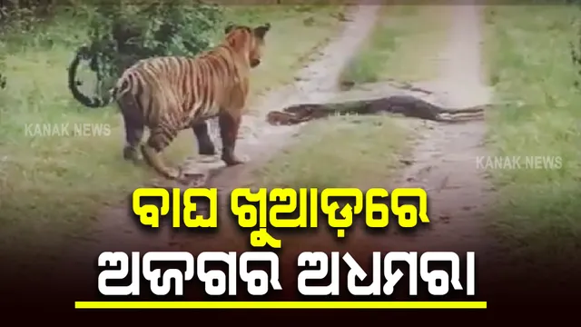 ବାଘ ଖୁଆଡ଼ରେ ଅଜଗର ଅଧମରା : ଆହତ ଅଜଗରଟି ଏବେ ଓୟୁଏଟିରେ ଚିକିତ୍ସିଧୀନ ଅଛି