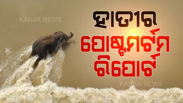 ହାତୀ ମୃତ୍ୟୁର ପୋଷ୍ଟମର୍ଟମ ରିପୋର୍ଟକୁ ନେଇ ବଢିଲା ବିବାଦ । ଚାପରେ ଆସି ମୃତ୍ୟୁ ନା ପାଣିରେ ବୁଡିବା ଯୋଗୁଁ ଯାଇଛି ଜୀବନ ।