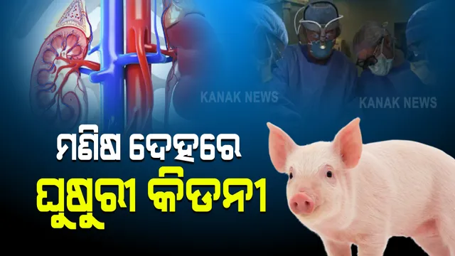 ବିଜ୍ଞାନ କଲା କମାଲ : ମଣିଷ ଶରୀରରେ ପ୍ରତିରୋପଣ ହେଲା ଘୁଷୁରୀ କିଡନୀ ; ଜାଣନ୍ତୁ କ’ଣ ଥିଲା ପୂରା ପ୍ରକ୍ରିୟା ?