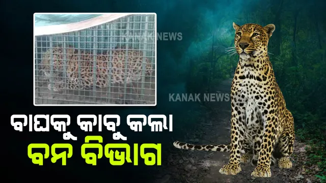 ଧରାପଡ଼ିଲା ନରହନ୍ତା ଚିତାବାଘ : ୩ଜଣ ଲୋକଙ୍କୁ ଶିକାର କରିଥିବା ନରହନ୍ତା ବାଘକୁ କାବୁ କଲା ବନ ବିଭାଗ