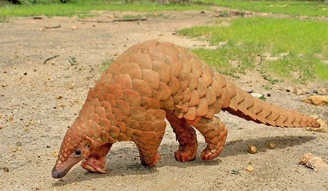 ଲାଠୋର ବନକର୍ମଚାରୀଙ୍କ ଦ୍ୱାରା ବଜ୍ରକାପ୍ତା ଉଦ୍ଧାର, ୨ ଗିରଫ