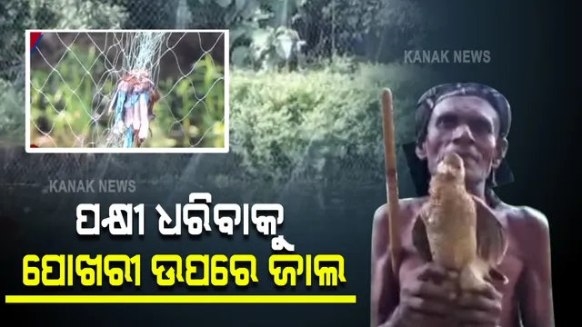 ପକ୍ଷୀ ଶିକାରର ନୂଆ ତରିକା: ପୋଖରୀ ଉପରେ ଜାଲ ବିଛାଇଛନ୍ତି ଶିକାରୀ, ମାଛ ଖାଇବାକୁ ଆସି ଫାସରେ ପଡୁଛନ୍ତି ପକ୍ଷୀ