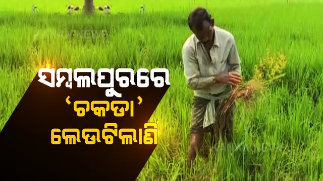 ଚାଷୀଙ୍କ ଜମିରେ ଲାଗିଛି ଚକଡା ପୋକ । ଗୁରୁତର ସହ ନେଉନାହାନ୍ତି କୃଷି ଅଧିକାରୀ ।