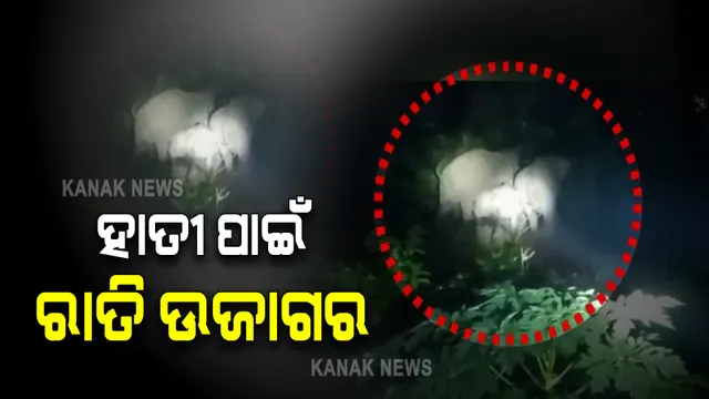 ଭଂଜନଗର ମୁଜାଗଡ଼ ରେଞ୍ଜରେ ହାତୀ ଆତଙ୍କ : ଜମିରେ ପଶି ଫସଲ କରୁଛି ନଷ୍ଟ