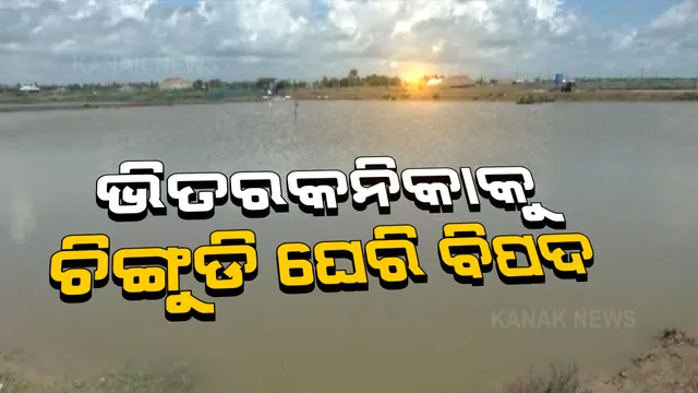 ଜାତୀୟ ଉଦ୍ୟାନ ପାଇଁ ବିପଦ ବଢାଉଛି ବେଆଇନ୍ ଚିଙ୍ଗୁଡି ଘେରୀ । ନାମକୁ ମାତ୍ର କେଇ ହାତ ଘେରି ବନ୍ଧ ଭାଙ୍ଗିଛି ବନବିଭାଗ ।