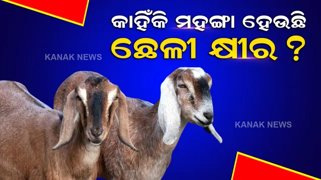 ଏହି ରୋଗର ରାମବାଣ ସାଜିଛି ଛେଳୀ କ୍ଷୀର, ପଞ୍ଜାବରେ ପ୍ରତି ଲିଟରର ଦାମ ଜାଣିଲେ ହୋଇଯିବେ ଚକିତ