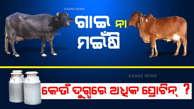 ଗାଇ ନା ମଇଁଷି କେଉଁ ଦୁଗ୍ଧରେ ରହିଥାଏ ଅଧିକ ପ୍ରୋଟିନ୍ ? ଜାଣନ୍ତୁ
