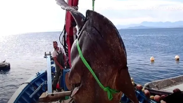 ସମୁଦ୍ରରୁ ଉଦ୍ଧାର ହେଲା ୨ ଶହ କିଲୋଗ୍ରାମ ମାଛ, ଦେଖିବା ପରେ ଆଶ୍ଚର୍ଯ୍ୟ ହେଲେ ବୈଜ୍ଞାନିକ...