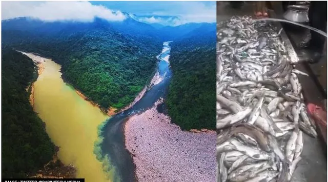 ଚୀନ୍ ପାଇଁ ପ୍ରଦୂଷିତ ହେଉଛି ନଦୀ ଜଳ ! ହଠାତ୍ ନଦୀରେ କଳା ପାଣି ପ୍ରଭାହିତ ହେଲା, ମାଛ ମରି ଭାସିଲେ ।