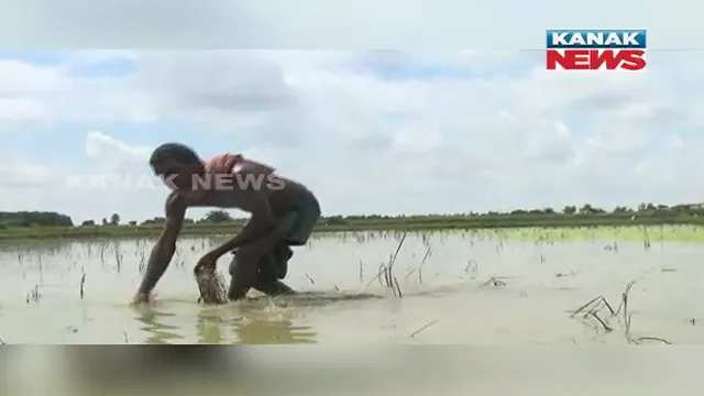 ଫସଲ ଉଜାଡିଦେଲା ବର୍ଷା: ୧୫ଦିନ ହେବ ଖାଲୁଆ ଜମିରୁ ଶୁଖୁନି ପାଣି, ନଷ୍ଟ ହେବାକୁ ବସିଲାଣି ଫସଲ