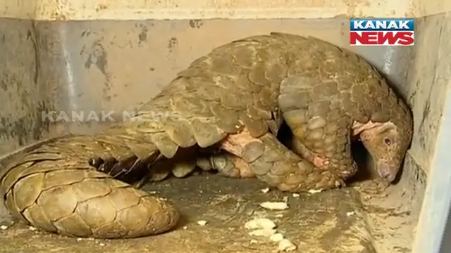 ଏସଟିଏଫ୍ ପଞ୍ଝାରେ ବଜ୍ରକାପ୍ତା ଚୋରା ଚାଲାଣକାରୀ : ଡ଼ିଲ୍ ବେଳେ ଧରାପଡ଼ିଲେ ଚାଲାଣକାରୀ, ବଜ୍ରକାପ୍ତା ଉଦ୍ଧାର