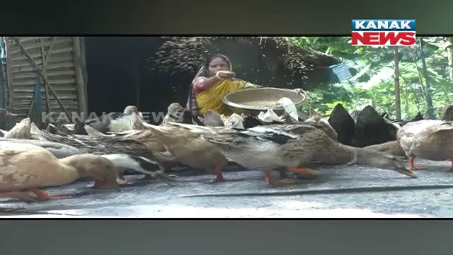 ବତକ ଚାଷ କରିଛି ଆତ୍ମ ନିର୍ଭରଶୀଳ: କେନ୍ଦ୍ରାପଡା ଖରିନାସି ଗାଁର ମିନାକ୍ଷୀ ବତକ ଫାର୍ମ କରି ହୋଇପାରିଛନ୍ତି ସ୍ୱାବଲମ୍ବୀ