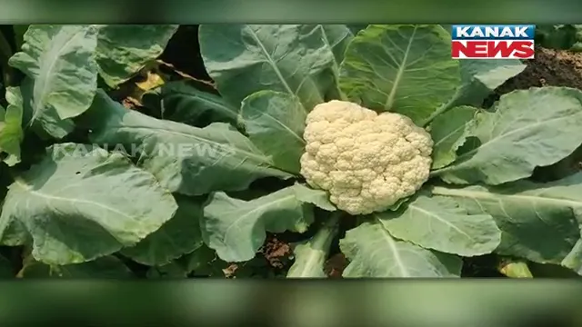 ଅଦିନିଆ କୋବି ଚାଷ କରି ଲାଭବାନ ହୋଇଛନ୍ତି ଜଗବନ୍ଧୁ: ବାର୍ଷିକ ୨ରୁ ୩ ଲକ୍ଷ ଟଙ୍କା ପର୍ଯ୍ୟନ୍ତ କରୁଛନ୍ତି ରୋଜଗାର