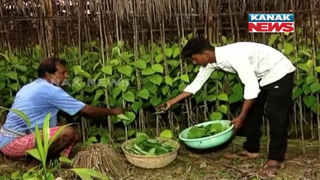 ପାନ ପୋଷୁଛି ପେଟ । ମାଲକାନଗିରି ଏମଭି-୩୧ ଗାଁରେ ପାନ ବରଜ କରି ରୋଜଗାର କରୁଛନ୍ତି ଚାଷୀ ।