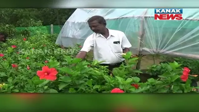 ଚାକିରିରୁ ଅବସର ନେଇ କରିଛନ୍ତି ନର୍ସରୀ । ଲଗାଇଛନ୍ତି ଦେଶବିଦେଶର ଭଳି କି ଭଳି ଫୁଲଫଳର ଚାରା