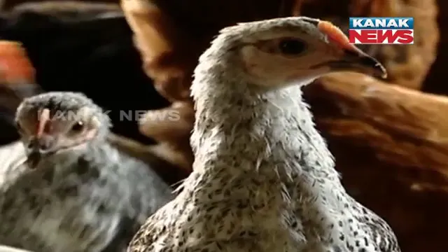 କୁକୁଡ଼ା ପାଳନ କରିଛି ଆତ୍ମନିର୍ଭର: ମାଲକାନଗିରି ଜିଲ୍ଲାର ପୌଲଟ୍ରୀ ମ୍ୟାନ ମଣି ମୋହନ ମଲ୍ଲିକ