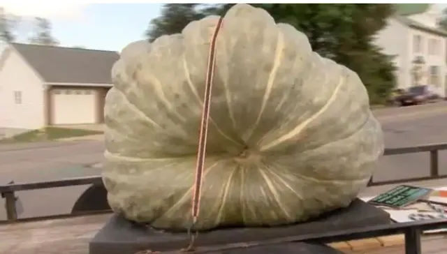 କୃଷକ କଲେ ବିଶ୍ୱ ରେକର୍ଡ । ଜମିରେ ଫଳାଇଲେ ବିଶ୍ୱର ସବୁଠାରୁ ଓଜନିଆ କଖାରୁ । 