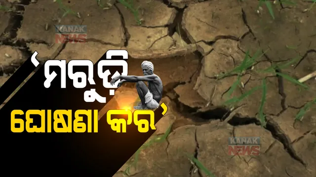 ବରଗଡ ଜିଲ୍ଲାର ବିଭିନ୍ନ ବ୍ଲକରେ ଉଜୁଡିଯାଇଛି ଚାଷୀର ଫସଲ । ମରୁଡି ଘୋଷଣା କରି କ୍ଷତିପୂରଣ ଦେବାକୁ ଚାଷୀଙ୍କ ଦାବି ।