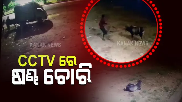 ରାଜଧାନୀର ରାଜରାସ୍ତାରୁ ରାତିରେ ବି ଚୋରି ହୋଇଯାଉଛନ୍ତି ଷଣ୍ଢ । ସିସିଟିଭିରେ କଏଦ ହେଲା ଚୋରି ହେଉଥିବା ଦୃଶ୍ୟ