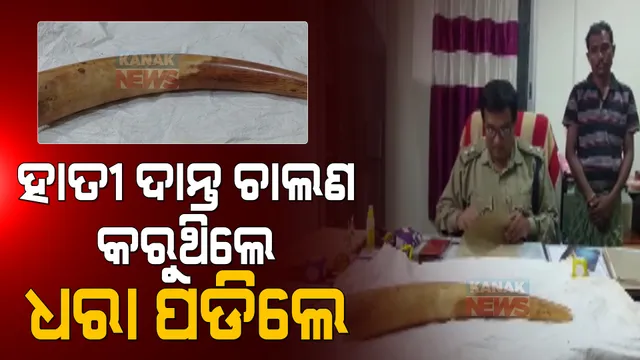 ହାତୀ ଦାନ୍ତ ଚାଲଣ କରୁଥିଲେ, ଧରା ପଡିଲେ । ଲକ୍ଷାଧିକ ଟଙ୍କାର ହାତୀ ଦାନ୍ତ ଜବତ 