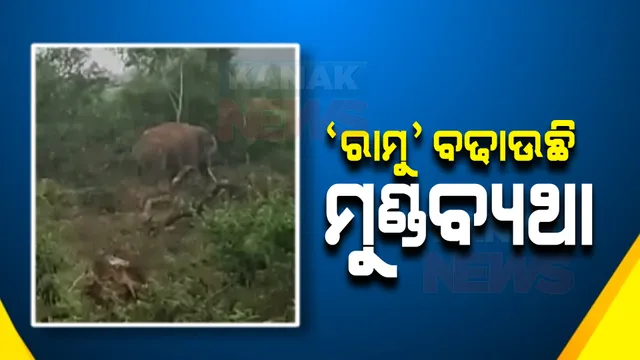 ଦୁର୍ଦ୍ଦାନ୍ତ ଦନ୍ତା 'ରାମୁ'କୁ କାବୁ କଲାବେଳେ ନାକେଦମ ବନ ବିଭାଗ, ୫ ଅଧିକାରୀ ଆହତ