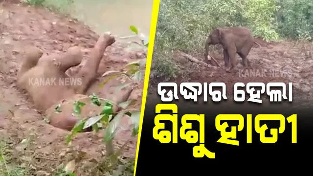 କାଦୁଅ ଖାତରେ ଖସିପଡ଼ିଲା ଶିଶୁ ହାତୀ : ଗ୍ରାମବାସୀଙ୍କ ସହାୟତାରେ ଉଦ୍ଧାର କଲେ ବନ କର୍ମଚାରୀ