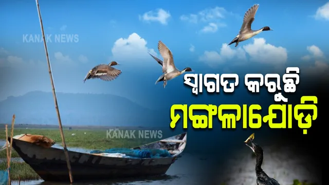 ପର୍ଯ୍ୟଟକଙ୍କୁ ଆକୃଷ୍ଟ କରୁଛି ପକ୍ଷୀ ଅଭୟାରଣ୍ୟ ମଙ୍ଗଳାଯୋଡ଼ି । ପକ୍ଷୀଙ୍କ ସୁରକ୍ଷା ନେଇ ସଚେତନତା କାର୍ଯ୍ୟକ୍ରମ