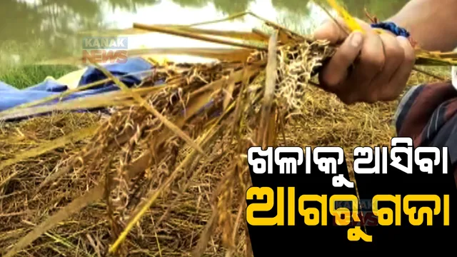 ଅଦିନିଆ ବର୍ଷାରେ ଭାସିଗଲା ଚାଷୀଙ୍କ ଆଶା: ଧାନ ବିଲରେ ବହୁଛି ଆଣ୍ଠୁଏ ଉଚ୍ଚର ପାଣି 