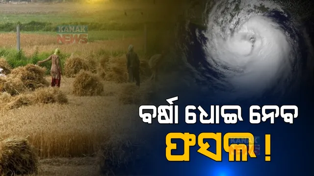 ଆସୁଥିବା ବାତ୍ୟା ଫସଲ ଭସେଇ ନେବା ଆଶଙ୍କା: ବର୍ଷା ପାଣିରେ ଭିଜିବା ଆଗରୁ ତରତର ହୋଇ ପାଲିଚା ଧାନକୁ କାଟି ପକାଉଛନ୍ତି ଚାଷୀ