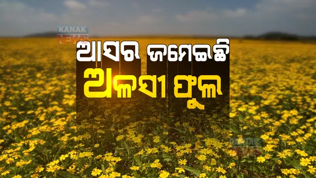 କୋରାପୁଟରେ ଆସର ମେଲାଇଛି ଅଳସୀ: ପର୍ଯ୍ୟଟକଙ୍କୁ ଆକର୍ଷିତ କରୁଛି ଏହି ଫୁଲ