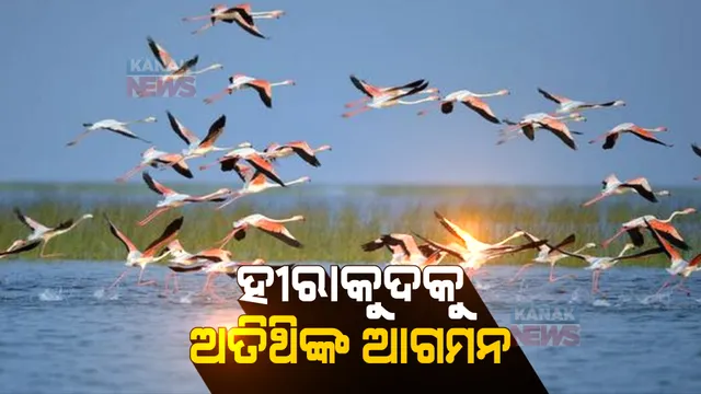 ହୀରାକୁଦ ଜଳଭଣ୍ଡାରକୁ ଛୁଟୁଛନ୍ତି ବିଦେଶୀ ପକ୍ଷୀ । କିଚିରି ମିଚିରି ଶବ୍ଦରେ ମୁଖରିତ ବିଶ୍ୱର ବୃହତ ମାଟି ବନ୍ଧ ।