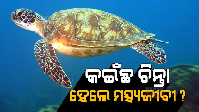 ଅଲିଭରିଡଲେ କଇଁଛଙ୍କ ସୁରକ୍ଷା ପାଇଁ ପଦକ୍ଷେପ  । ଗହିରମଥାରୁ ଅସ୍ତରଙ୍ଗ ଦେବୀମୁହାଣ ଯାଏଁ ମାଛ ମାରିବା ଉପରେ କଟକଣା । 