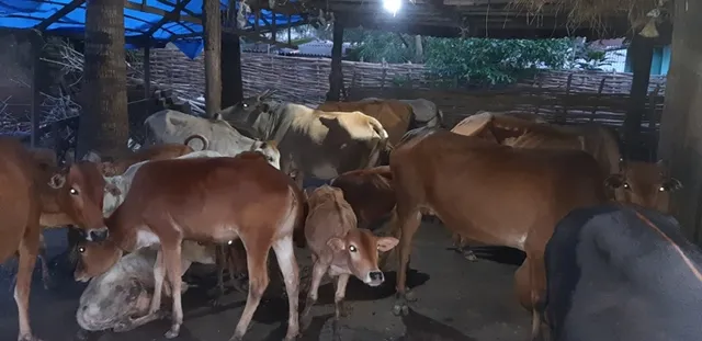 ଓଡ଼ିଶାର ଏମିତି ଗାଁ । ଯେଉଁଠି ଲୋକେ ଗାଇ ପାଳନ୍ତି କିନ୍ତୁ କ୍ଷୀର ଦୁହଁନ୍ତି ନାହିଁ । 