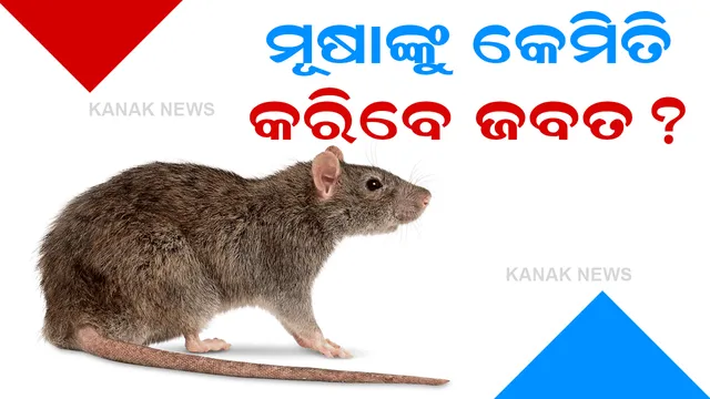 ମୂଷାଙ୍କୁ ନମାରି କେମିତି କରିବେ ଘରୁ ବାହାର, ଜାଣନ୍ତୁ ୫ ଟି ଉପାୟ