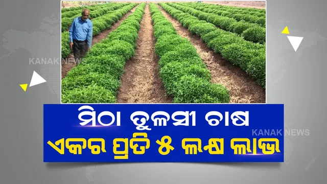 ଗୋଟିଏ ଏକର ଜମିରୁ ମିଳିବ ୬ ଲକ୍ଷ ପର୍ଯ୍ୟନ୍ତ ଲାଭ, ସରକାରୀ ସହାୟତା ବି ନେଇପାରିବେ ଚାଷୀଭାଇ