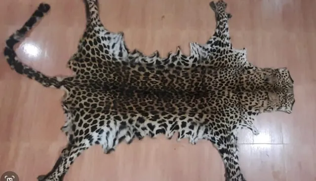 କଣ୍ଟାମାଳ ଥାନା ଘଣ୍ଟପଡାରୁ ବାଘ ଛାଲ ଜବତ । ଜଣଙ୍କୁ ଗିରଫ କଲା କ୍ରାଇମବ୍ରାଞ୍ଚ ଏସଟିଏଫ୍