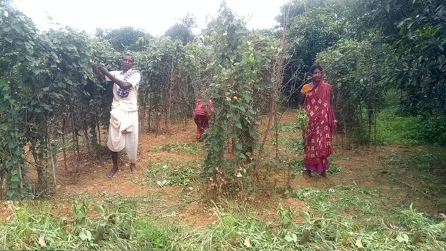 ସଫଳ ଚାଷୀ ଧନୁର୍ଯ୍ୟ । ଆଦିବାସୀ ଇଲାକାରେ ଫଳାଉଛନ୍ତି ସୁନାର ଫସଲ, ବର୍ଷକୁ ରୋଜଗାର କରୁଛନ୍ତି ୫ ଲକ୍ଷରୁ ଅଧିକ ଟଙ୍କା ।