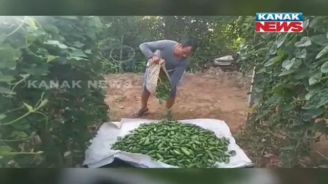 ପୋଟଳ ଚାଷର ଗାଁ: ରାୟଗଡା ରାମନାଗୁଡା ବ୍ଲକର ଲିମାପଦର ଗାଁରେ ଆଧୁନିକ ପଦ୍ଧତିରେ ହେଉଛି ପୋଟଳ ଚାଷ 